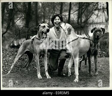 1. Januar 1958 - sind sie Konkurrenten auf Crufts... Deutsche Doggen für weltweit größte Hundeausstellung. Es ist ein Kuss auf die Wange für Julie Prentis Waltham Abbey, eines der drei großen Dänen sie bei Cruft zeigt der nächste Woche... Sie sind '' Lyndsey Ridgedain''; '' Susan Ridgedain'' und '' Squire von Ridgedain " Stockfoto