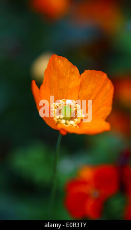 Isländischer Mohn in voller Blüte Stockfoto