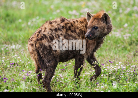 Gefleckte Hyänen (Crocuta Crocuta) In die Brutto. Fotografiert in Tansania Stockfoto