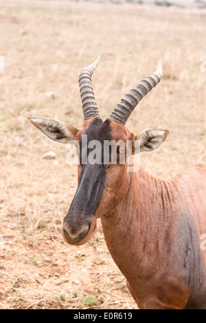 Topi (Damaliscus Korrigum) Bilder aus dem Monat in Afrika, Tansania, Serengeti Nationalpark Stockfoto