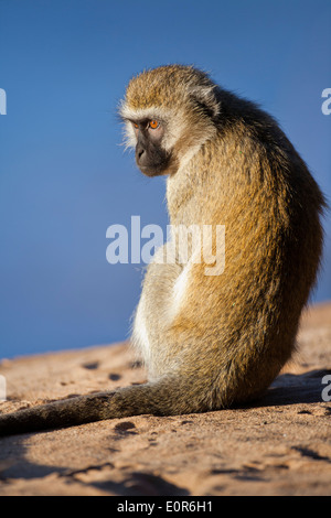 Vervet Affe (Chlorocebus Pygerythrus). Stockfoto