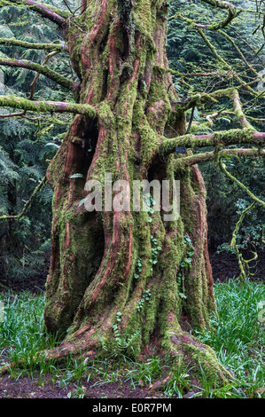 The „Living Fossil“ Metasequoia glyptostroboides (Dawn Redwood Tree), Trewidden Garden, Cornwall, Großbritannien. Eines der ersten Exemplare, die in das Vereinigte Königreich eingeführt wurden Stockfoto