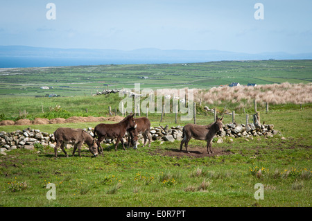 Esel im Westen von Irland Stockfoto