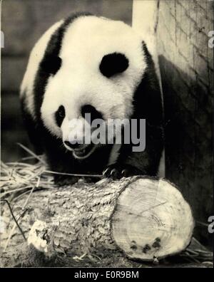 Sept. 05, 1958 - Giant Panda Guest - Shows im The Londoner Zoo: Chi-Chi der Panda, der in London letzte Nacht - kam der Regent Park Zoo heute Morgen. Sie aw in Kopenhagen. Stockfoto