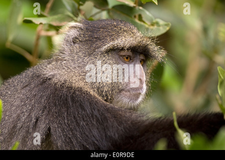 Diademmeerkatze oder Samango Affe, (grüne Mitis) Stockfoto