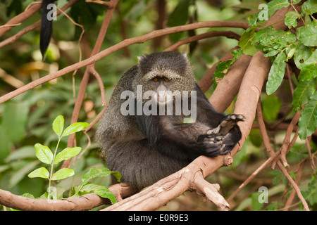 Diademmeerkatze oder Samango Affe, (grüne Mitis) Stockfoto