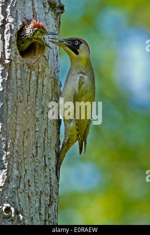 weiblicher Grünspecht Fütterung der Küken, Picus Viridis, Piemont, Italien Stockfoto