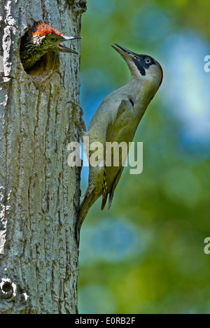 weiblicher Grünspecht Fütterung der Küken, Picus Viridis, Piemont, Italien Stockfoto