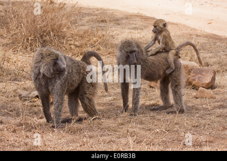 Baby-Olive Pavian (Papio Anubis). Fotografiert in Tansania Stockfoto