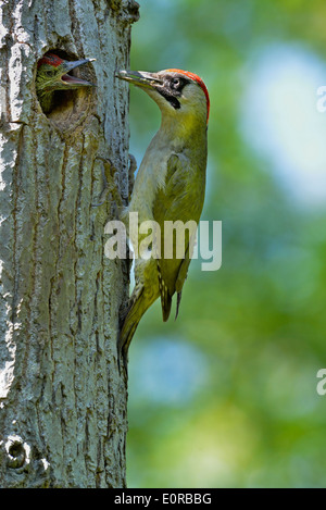 weiblicher Grünspecht Fütterung der Küken, Picus Viridis, Piemont, Italien Stockfoto