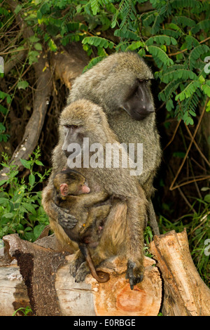 Baby-Olive Pavian (Papio Anubis). Fotografiert in Tansania Stockfoto