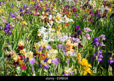 Irisgarten. El Vilosell. LLeida, Katalonien, Spanien Stockfoto