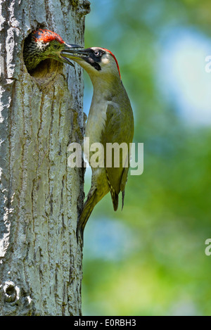 weiblicher Grünspecht Fütterung der Küken, Picus Viridis, Piemont, Italien Stockfoto