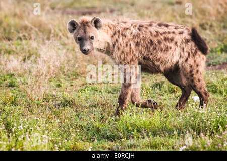 Gefleckte Hyänen (Crocuta Crocuta). Fotografiert in Tansania Stockfoto