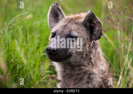 Gefleckte Hyänen (Crocuta Crocuta) In die Brutto. Fotografiert in Tansania Stockfoto