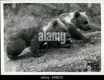 3. März 1959 - Zoo neueste Bärenjungen gewöhnen sich an die Zuschauer: Rashid und Pascha, dem Londoner Zoo drei Monate alten Twin bear Cubs - wurden auf Mappin Terrasse heute gesehen-immer verwendet, um die Massen in die Bereitschaft für Ostern - mit ihrer Mutter Minnie. Foto zeigt Rashid und Pascha, der Twin-Bär Cubs, abgebildet im Protectove Schatten ihrer Mutter Minnie im Zoo Stockfoto