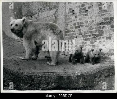 3. März 1959 - neueste Zoo Jungtiere gewöhnen sich an die Zuschauer: Rashid und Pascha, dem Londoner Zoo drei Monate alten Twin bear Cubs - wurden auf der Terrasse Mappin heute gesehen-immer verwendet, um die Massen in Bereitschaft für Ostern - mit ihrer Mutter Minnie. Foto zeigt was Mutter Minnie tut - ihre Zwillingsschwester tragen jungen Rashid und Pasha sind nie weit hinter ihr. Stockfoto