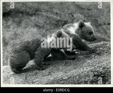 3. März 1959 - Zoo neueste Bärenjungen gewöhnen sich an die Zuschauer: Rashid und Pascha, dem Londoner Zoo drei Monate alten Twin bear Cubs - wurden auf der Terrasse Mappin heute gesehen-immer verwendet, um die Massen in Bereitschaft für Ostern - mit ihrer Mutter Minnie. Foto zeigt Rashid und Pascha, der Twin-Bär jungen, in den schützenden Schatten ihrer Mutter Minnie, im Zoo abgebildet. Stockfoto