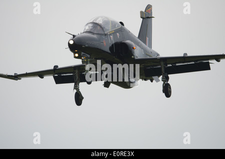 Ein Falke landet auf dem RAF Valley. Stockfoto