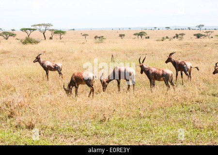 Topi (Damaliscus Korrigum) Bilder aus dem Monat in Afrika, Tansania, Serengeti Nationalpark Stockfoto