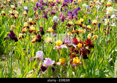 Irisgarten. El Vilosell. LLeida, Katalonien, Spanien Stockfoto