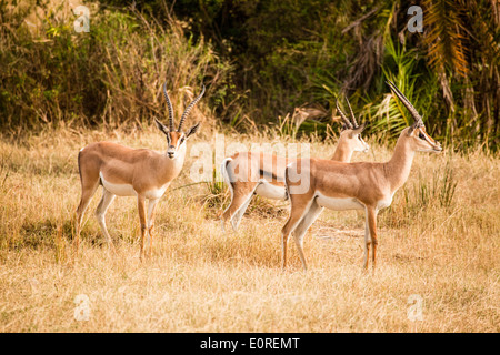 Grant es Gazelle (Nanger Granti). Fotografiert in Tansania Stockfoto