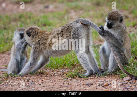 Vervet Affe (Chlorocebus Pygerythrus). Stockfoto