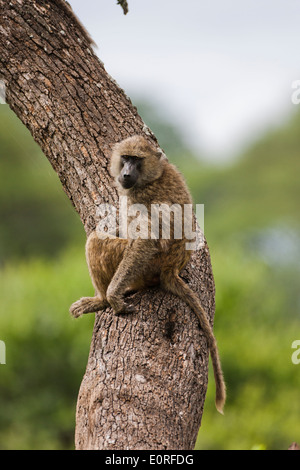 Vervet Affe (Chlorocebus Pygerythrus). Stockfoto