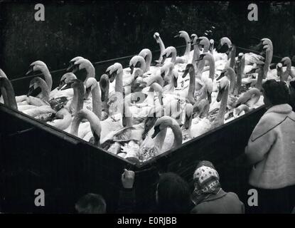 11. November 1959 - ein Lastwagen voller Schwäne. Die Hamburger möchten ihre Schwäne vor der Kälte des Winters speichern. Sie wurden jetzt ins Winterquartier gebracht. Die Schwäne, die im Sommer schwimmen auf der Alster in Hamburg, fließen auch in kleineren Teich-ihr Winterquartier - was nicht so schnell in Eis verwandelt. Stockfoto