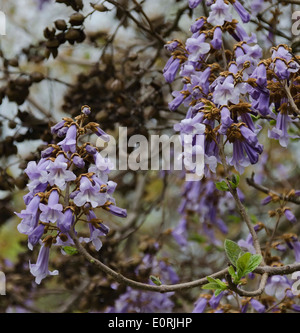 Bunte Ansicht der Blüte Zweig Jacaranda-Baum im Park, Sofia, Bulgarien Stockfoto