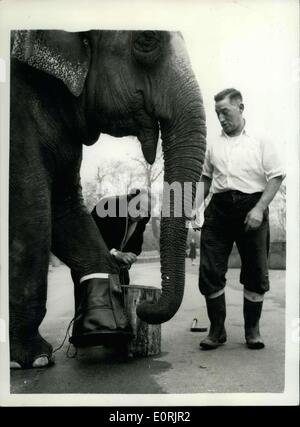 30. November 1959 - verwendet Schuhmacher Wilfred Jäger '' Rusty'' als ein Modell. Stiefel für einen Elefanten. Wie ist das für Größe: Doncaster Schuhmacher Wilfred Hunter erhielt vor kurzem einen ungewöhnlichen Auftrag - es war ein Satz von vier Stiefel - für einen Elefanten. Der Auftrag kam von einem indischen Potentaten - und die Stiefel sind für das Tragen von einem Elefanten bei zeremoniellen Gelegenheiten. Heute besuchte Herr Hunter der Londoner Zoo - angepasst, die erste der Stiefel auf '' Rusty'', die er als Ersatz für den Elefanten in Indien gebraucht. Herr Wilfred Hunter versucht auf dem ersten Neustart auf '' Rusty'' im London Zoo heute Morgen. Stockfoto