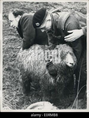 1. Januar 1960 - '' Betrieb Vieh '' auf der Isle Of Sheppey. Truppen Attended Wounded Tiere: Armeeangehörige und lokale Bewohner waren eifrig bei der Arbeit auf der Isle of Sheppey heute - auf '' Betrieb Vieh - die Rettung von Schafen - Ochsen etc. gefangen von den Überschwemmungen. Es wird geschätzt, dass mehr als 5.000 Schafe bereits tot sind. Foto zeigt: Teilnahme an ein Schaf, das gerettet wurde heute während der "Operation Livestook" auf der Isle of Sheppey verletzt - Truppen. Stockfoto