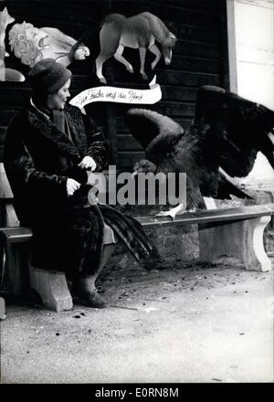 3. März 1960 - eine junge Condor:... fliegt über frei im Frankfurter Zoo. '' Friedrich'', ist wie die Condor genannt wird, 10 Monate alt. Besucher sind in der Regel eher überrascht, wenn die zahme Condor durch die Luft über ihnen mit seinem 2,80 m breiten Flügeln fliegt. Stockfoto