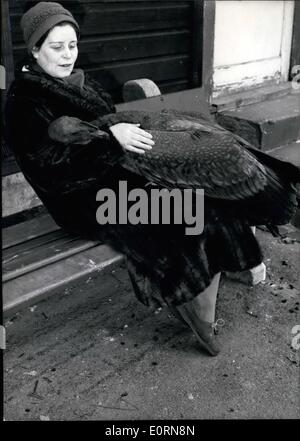 3. März 1960 - eine junge Condor:... fliegt über frei im Frankfurter Zoo. '' Friedrich'', ist wie die Condor genannt wird, 10 Monate alt. Besucher sind in der Regel eher überrascht, wenn die zahme Condor durch die Luft über ihnen mit seinem 2,80 m breiten Flügeln fliegt. Stockfoto