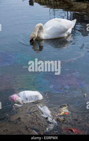 Schwan, die Fütterung in verschmutztem Wasser voller Müll und Öl Stockfoto