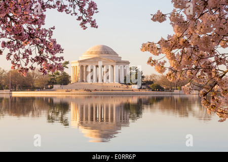 Washington DC - Jefferson Memorial, Washington DC und Tidal Basin, USA - mit rosa Kirschblüte, am frühen Morgen im Frühling Stockfoto