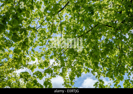 Sonnenlicht durch Blätter im Frühjahr Stockfoto