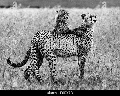 Eine Gepardin mit ihr junges Wandern der Savanne in Kenia Stockfoto