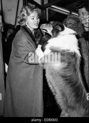 Zsa Zsa Gabor mit einem Hund Stockfoto