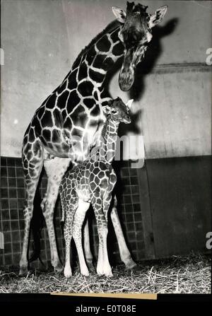 12. Mai 1960 - So viel wie sein Vater: ist die Giraffe Baby, das am 11. Mai in der Münchner Zoo geboren wurde. Bereits an seinem ersten Tag hatte er eine Höhe von 1,55 m. Mutter Liesl'' (LIESL) ist sehr besorgt um ihr junge eine und vorerst, getrennt von den anderen Giraffen. Liesl kam aus Kenia, vor 10 Jahren nach München; der Vater kam als junger Stier aus dem Zoo in Kopenhagen, vor 3 Jahren. Stockfoto