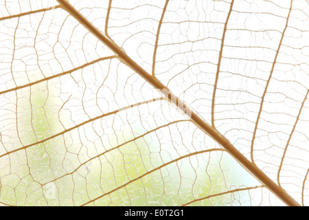 Getrocknete Blätter abstrakten floralen Hintergrund Konzept Stockfoto