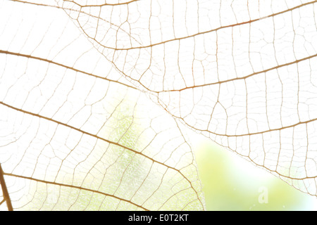 Getrocknete Blätter abstrakten floralen Hintergrund Konzept Stockfoto