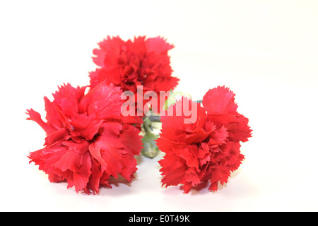 drei rote Nelken vor weißem Hintergrund Stockfoto