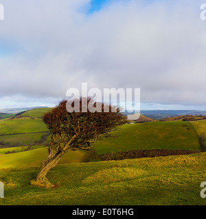 Nach dem Census Hill, Bridport, Dorset, Großbritannien Stockfoto