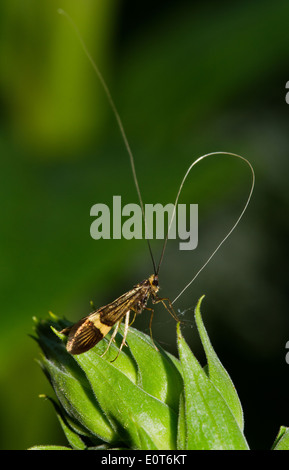 Langen Hörnern Micro Motte (Nemotois Degeerella) Reinigung der Antenne Stockfoto