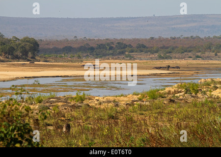 Afrikanischer Elefant (Loxodonta Africana) und Flusspferde Letaba Fluss am Letaba Rest Camp, Krüger Nationalpark, Südafrika Stockfoto