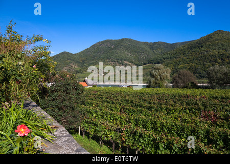 Weinberg, Weinstöcke in der Wachau, Niederösterreich, Österreich - Weinberg, Österreich, Wachau Region Stockfoto