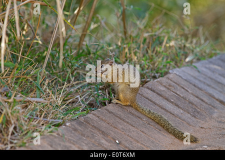 Baum-Eichhörnchen auch als Smiths Bush Squirrel (Paraxerus Cepapi) und gelb-footed Eichhörnchen, Krüger-Nationalpark, Stockfoto