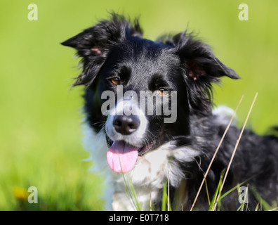 Schuss von Rassehund. An einem sonnigen Sommertag draußen gebracht. Stockfoto