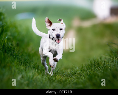 Schuss von Rassehund. An einem sonnigen Sommertag draußen gebracht. Stockfoto